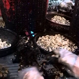 Gia công chẻ hạt điều nguyên vỏ