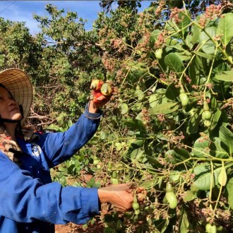 Thu hoạch hạt điều tại vườn