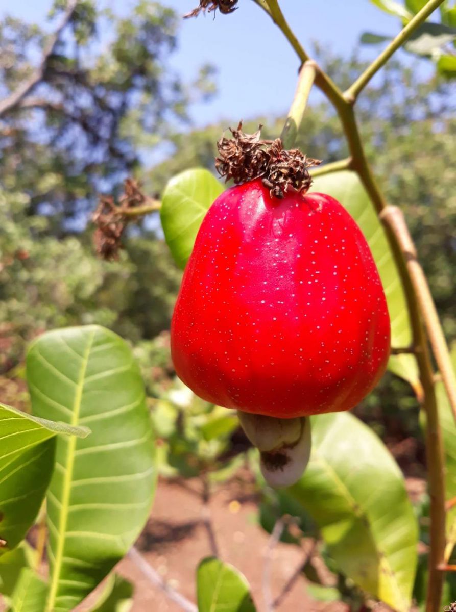 cac-cong-doan-lam-ra-thanh-pham-hat-dieu-tuoi-lam-sua cac-cong-doan-lam-ra-thanh-pham-hat-dieu-tuoi-lam-sua