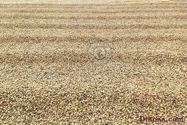 Hạt điều rang muối giá bao nhiêu Hạt điều rang muối giá bao nhiêu