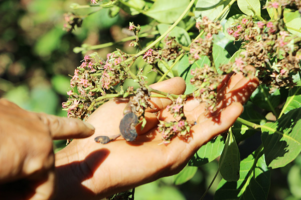 Điều Bình Phước