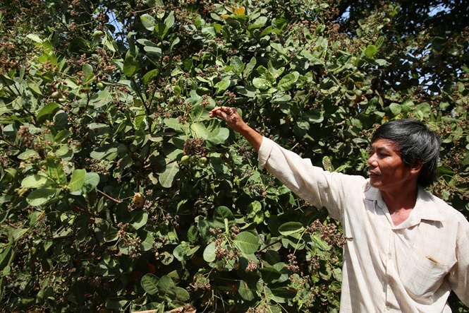 Điều Bình Phước Điều Bình Phước