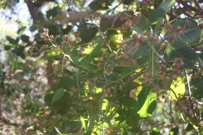 Điều Bình Phước Điều Bình Phước