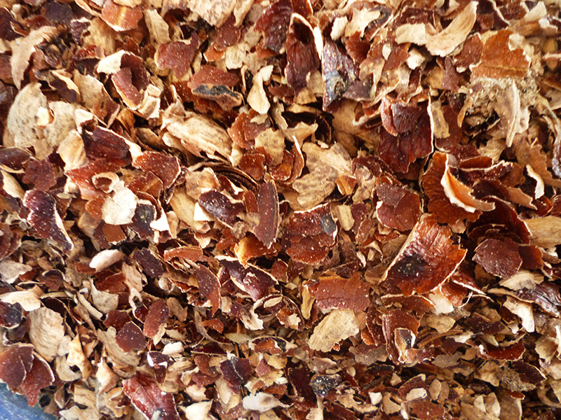 Hạt điều có khi nào - cách phân biệt các loại? Hạt điều có khi nào - cách phân biệt các loại?