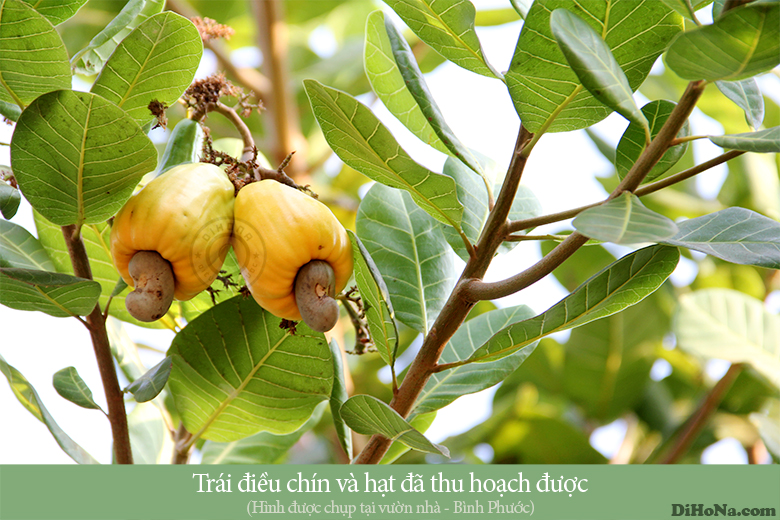 Hạt điều rang muối Bình Phước