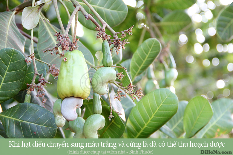 Hạt điều rang muối Hà Nội Hạt điều rang muối Hà Nội