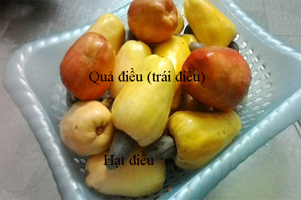 Hạt điều Bình Phước