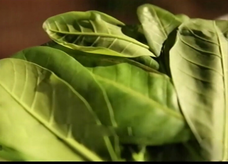 Hạt điều Bình Phước