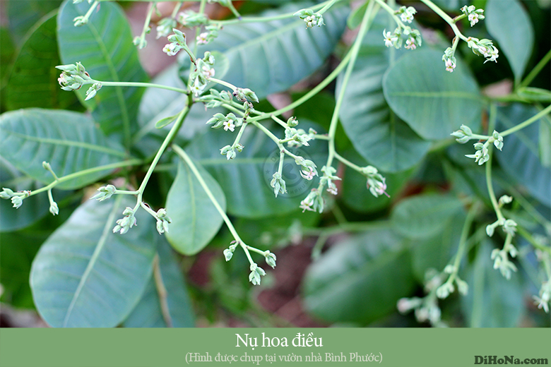 Mùa điều Bình Phước