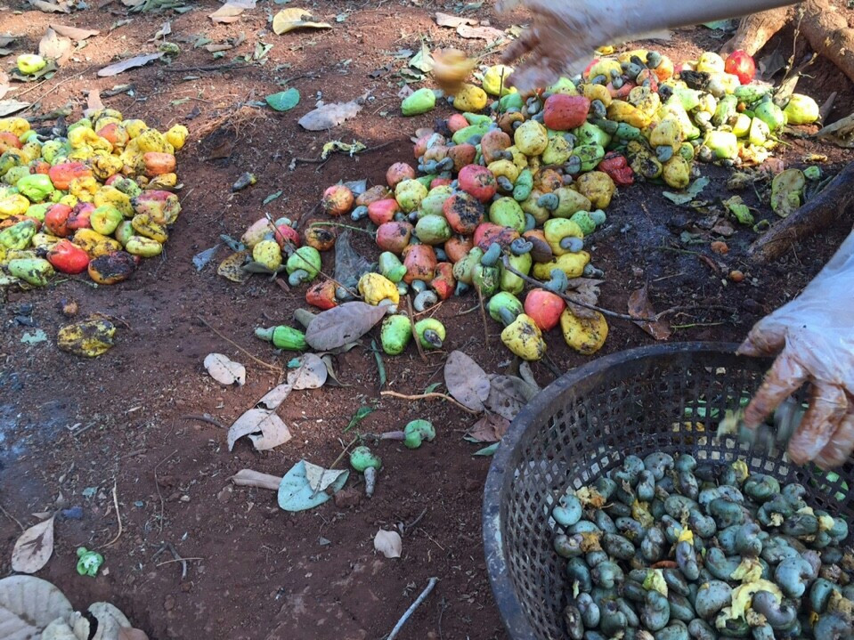 Hạt điều Bình Phước Hạt điều Bình Phước